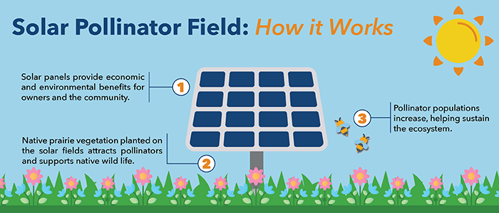 How solar pollinator fields work infographic